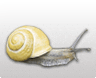 Slug Bug